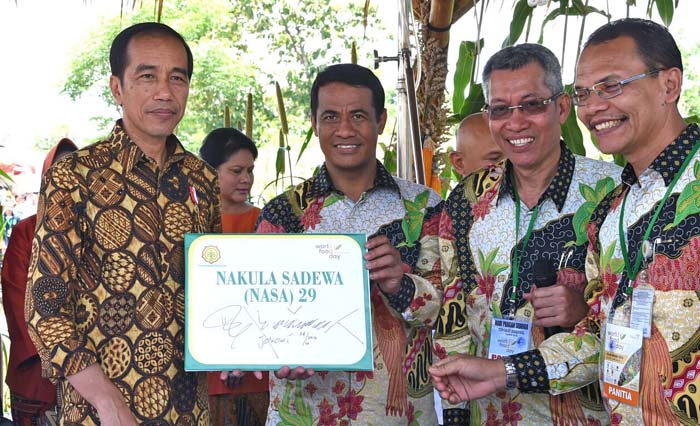 Nakula dan Sadewa, Nama dari Presiden Jokowi untuk Jagung Prolific Tongkol Dua